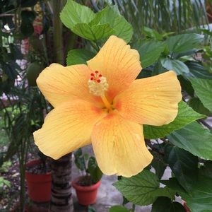 Meet your Posher, Cassie